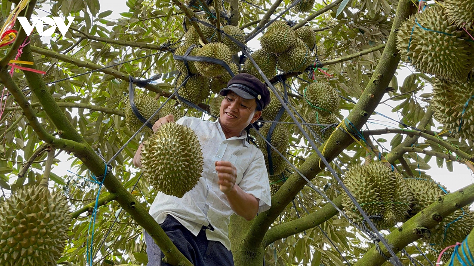 Đắk Lắk thành lập Hiệp hội sầu riêng