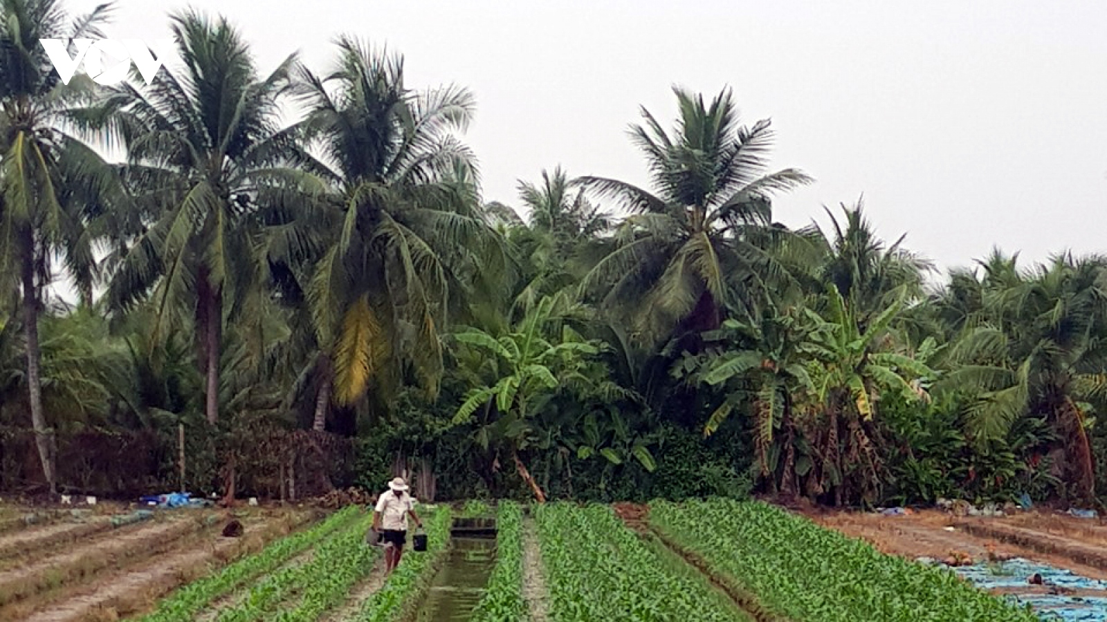 Mưa trái mùa ở Tiền Giang có lợi cho sản xuất nông nghiệp
