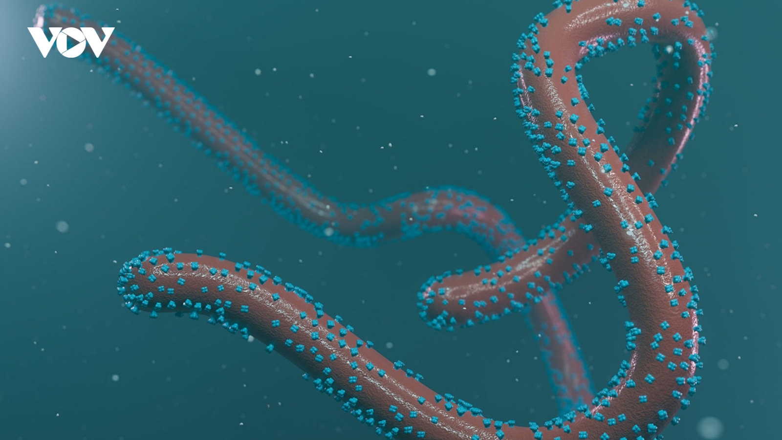 Xuất hiện virus lạ gây sốt xuất huyết có tỷ lệ tử vong tới 88% tại Trung Phi