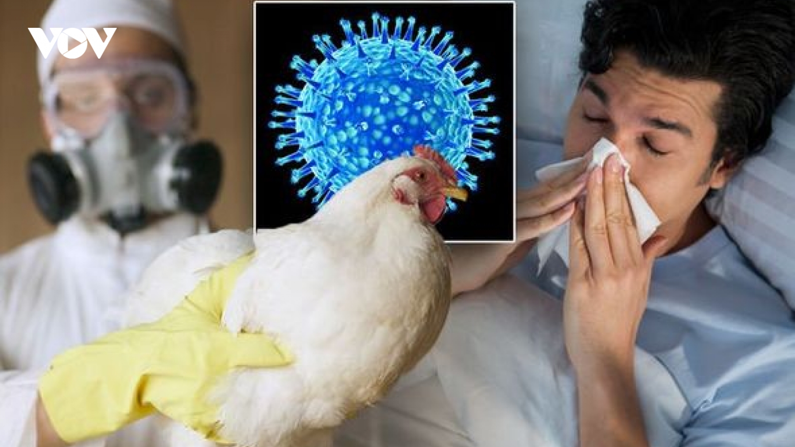 Mức độ nguy hiểm của cúm gia cầm H5N1