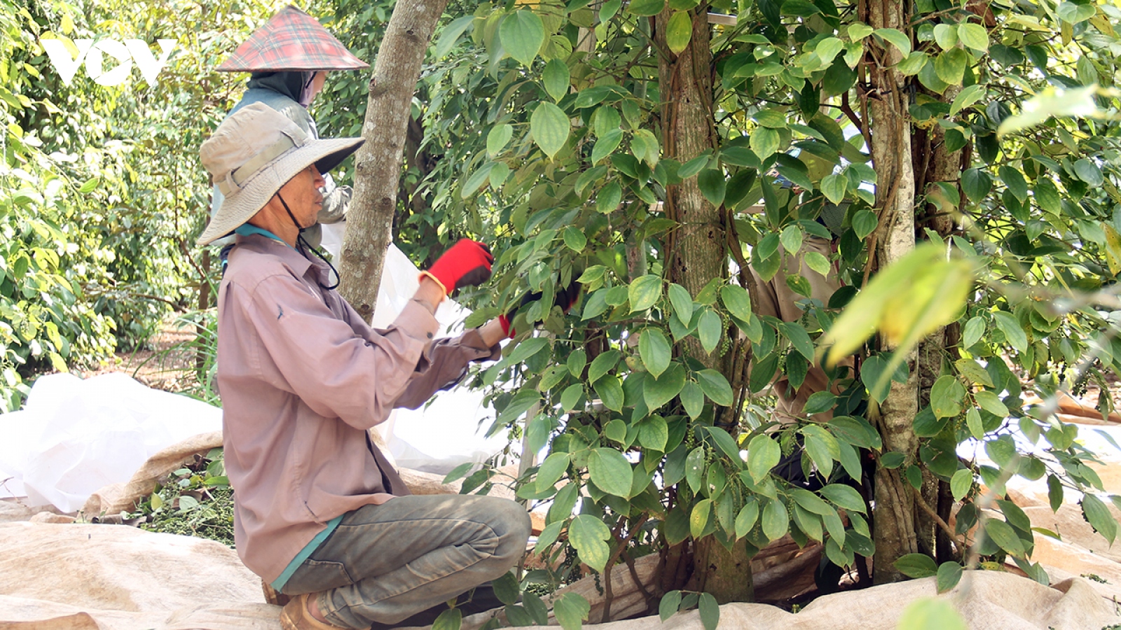 Nông dân Đắk Lắk khấp khởi mừng vì hồ tiêu được mùa, giá tốt