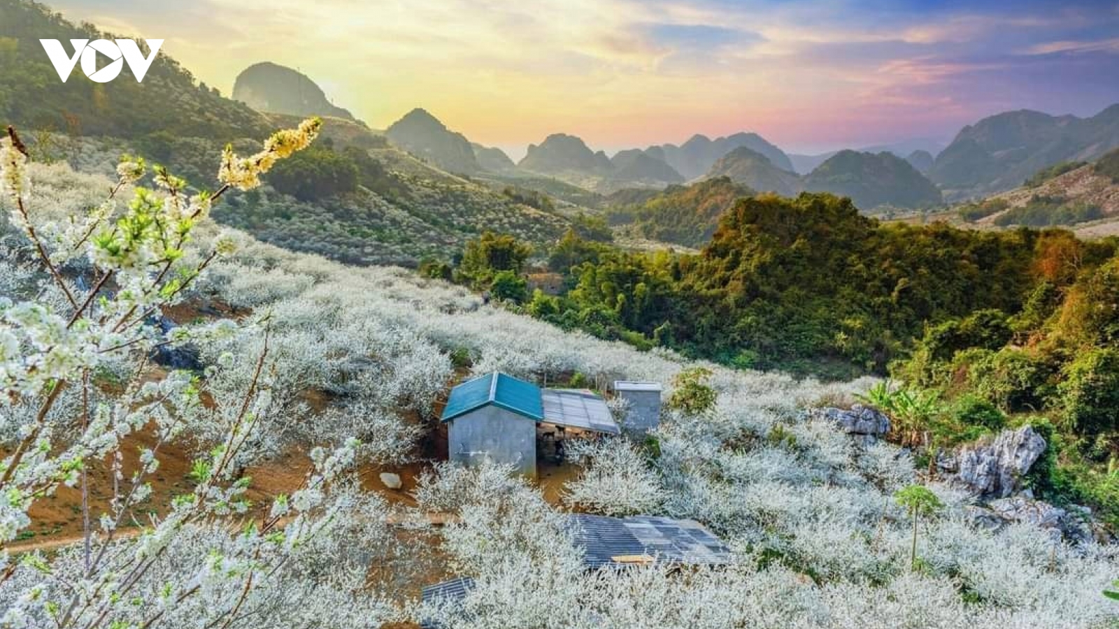 Ngất ngây với màu trắng tinh khôi của hoa mận Sơn La