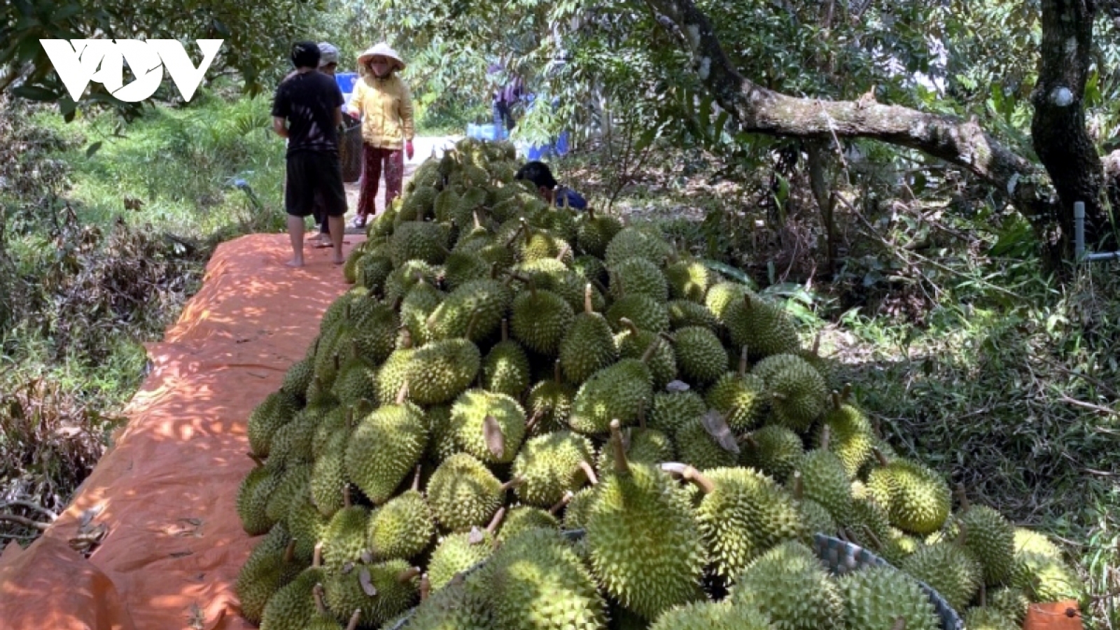 Khuyến cáo không ồ ạt trồng cây sầu riêng