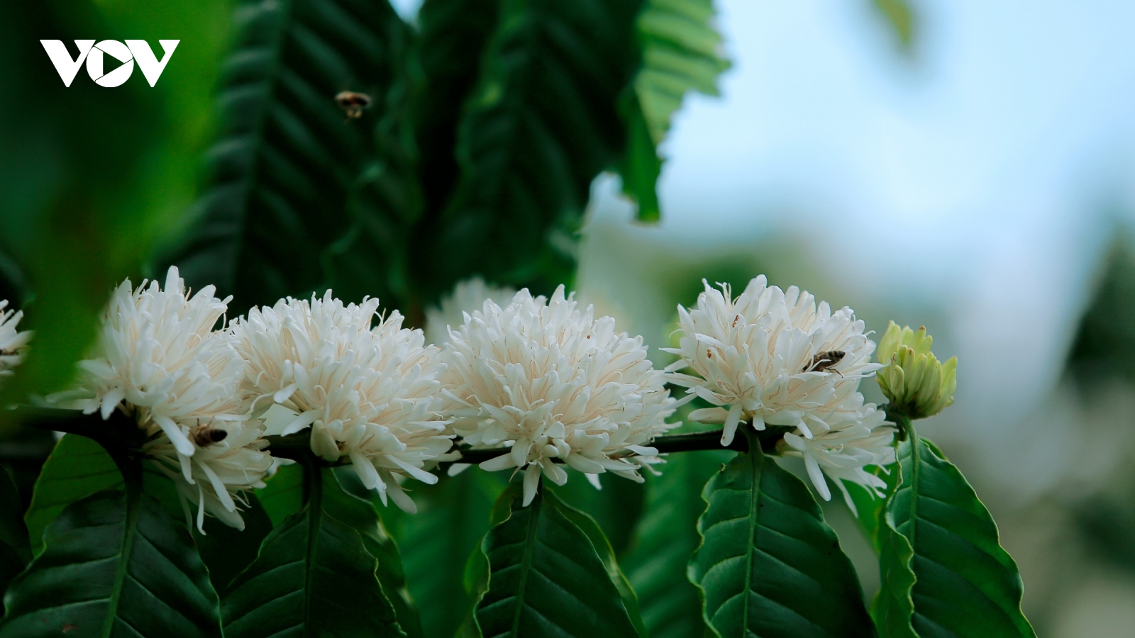 Ngắm hoa cà phê mùa ong đi lấy mật 