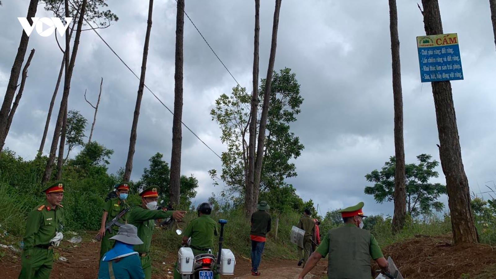 Gần 6.000 cây thông trồng phục hồi rừng bị nhổ sạch
