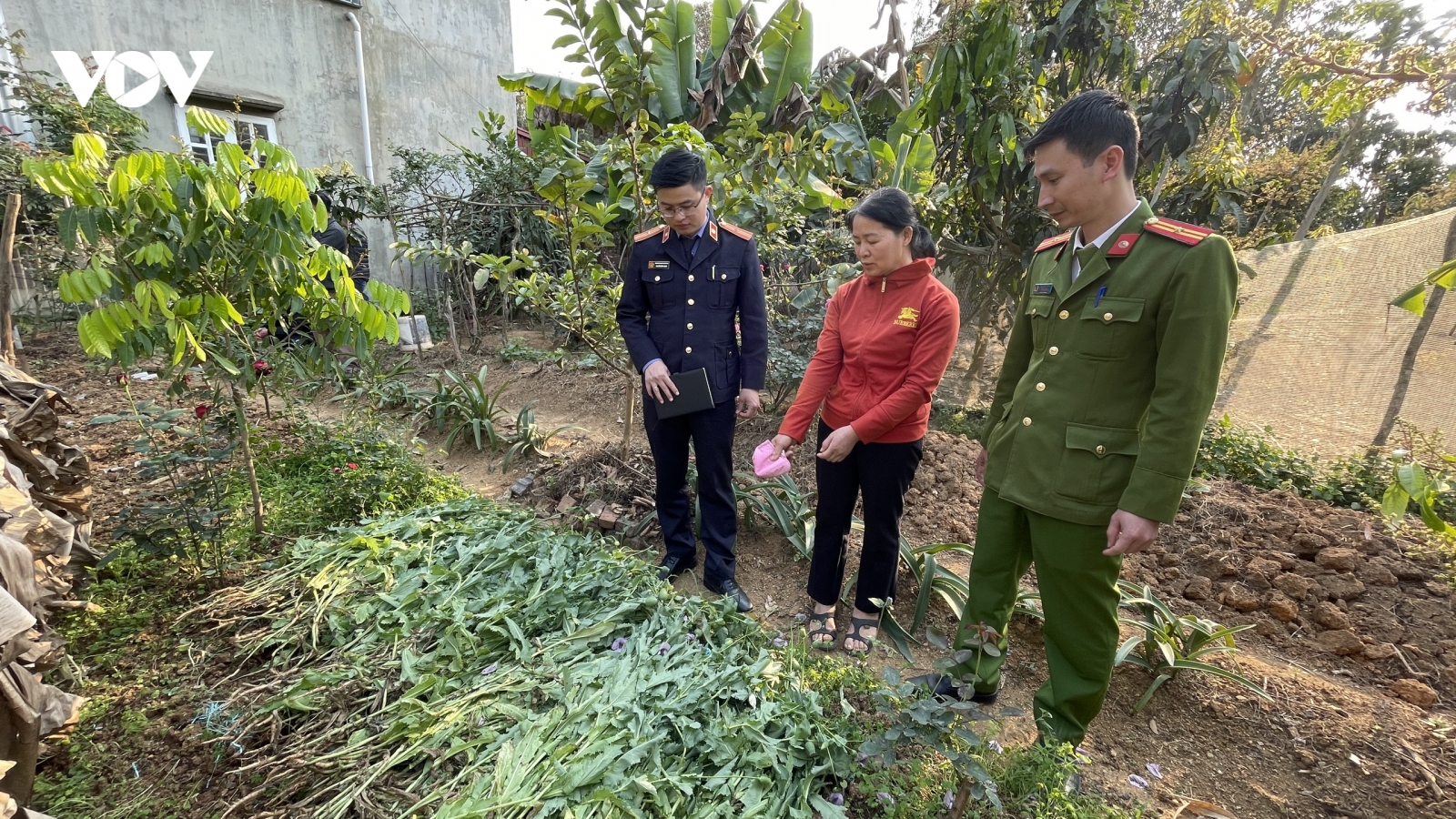 Phát hiện vườn thuốc phiện sắp thu hoạch tại một nhà dân