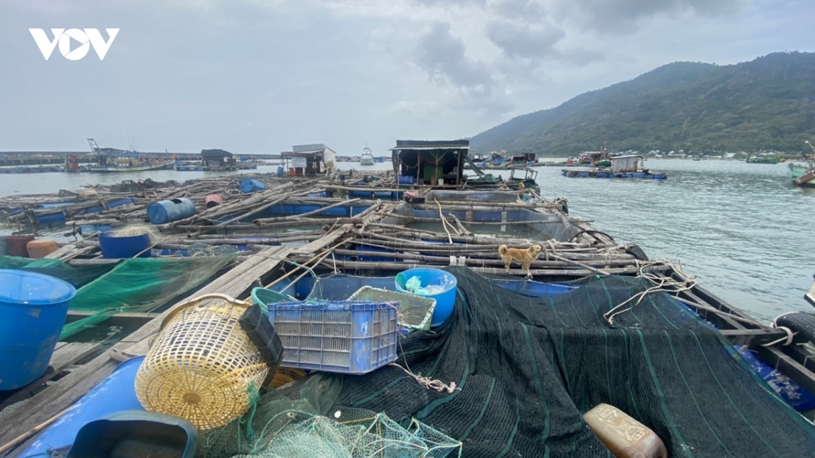 Không có việc cá nuôi lồng bè và hàu, vẹm xanh chết hàng loạt ở Kiên Giang