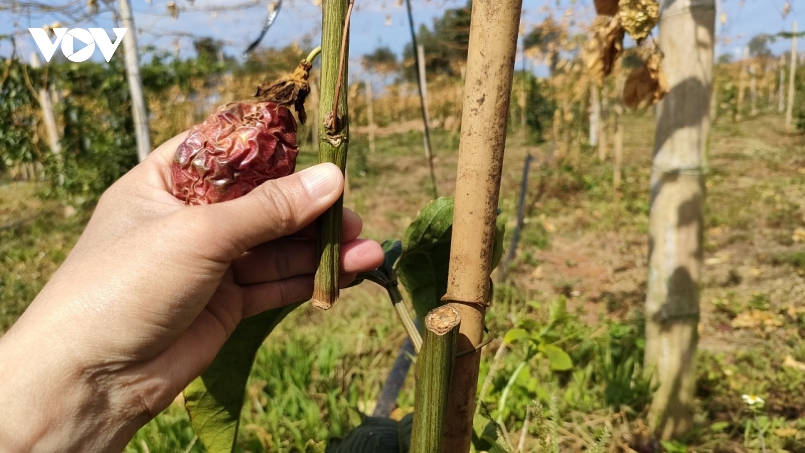 Vườn chanh dây hàng trăm triệu đồng bị kẻ xấu phá hoại