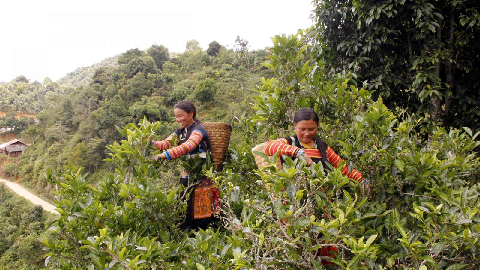 Khi chè cổ thụ “xuống núi”