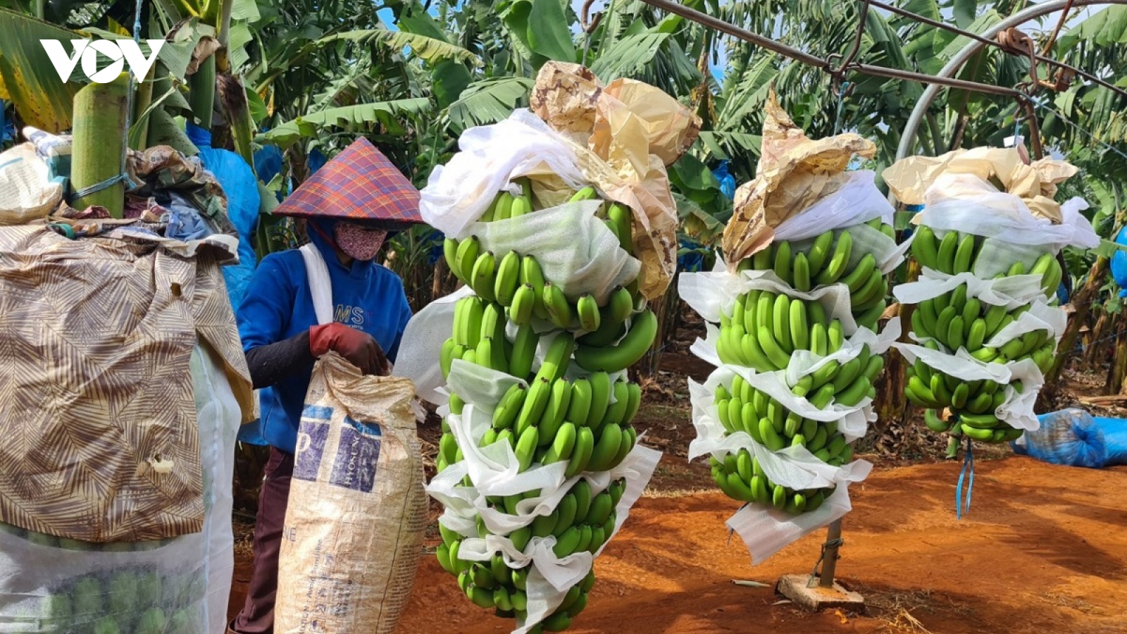 Sớm đăng ký mã vùng trồng, nhiều nông sản Gia Lai xuất khẩu chính ngạch
