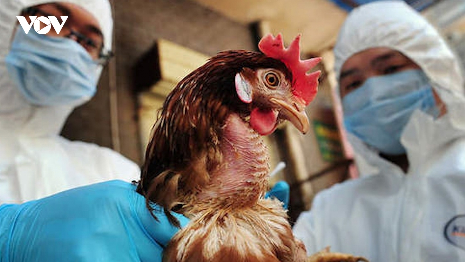 Viện Pasteur TP.HCM có công văn khẩn về giám sát viêm phổi nặng liên quan đến H5N1