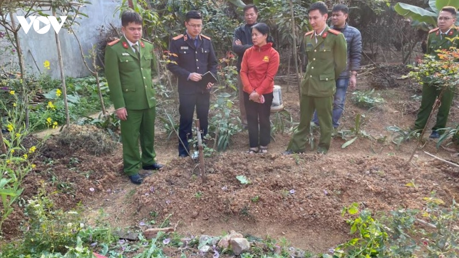  Nóng 24h: Trồng gần 900 cây thuốc phiện ở vườn nhà để "chữa bệnh"