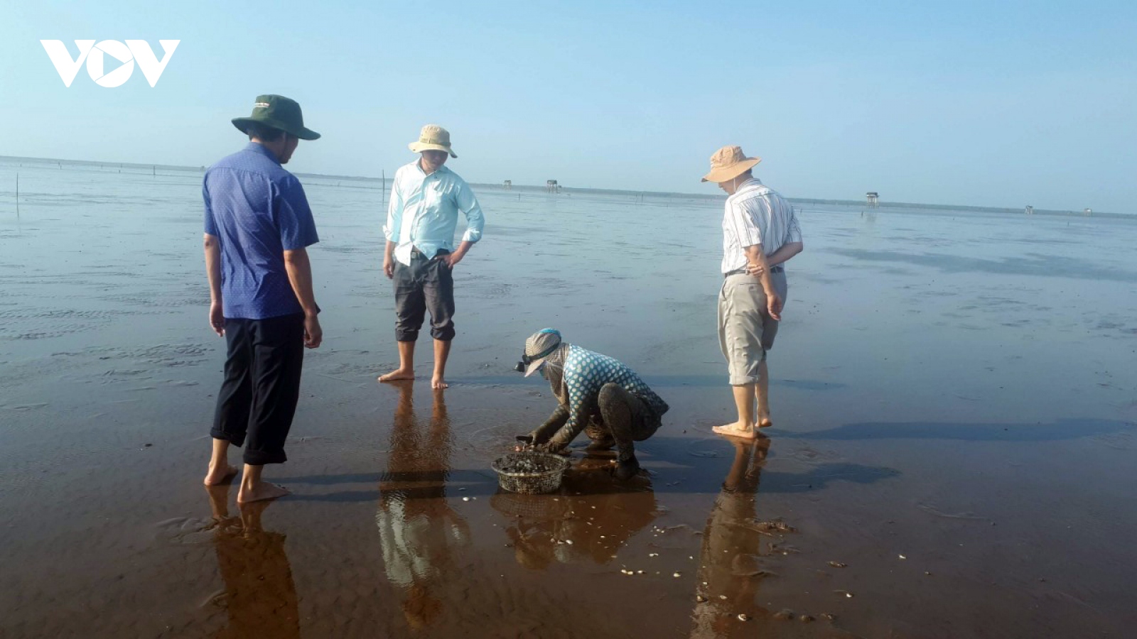 Nghêu chết bất thường ở Tiền Giang chưa rõ nguyên nhân