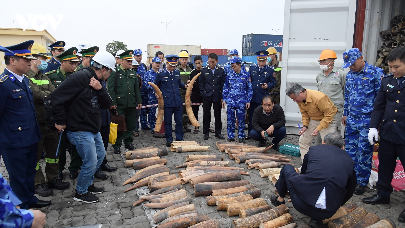 Bộ Tư lệnh Vùng Cảnh sát biển 1 phối hợp bắt giữ gần nửa tấn ngà voi nhập lậu