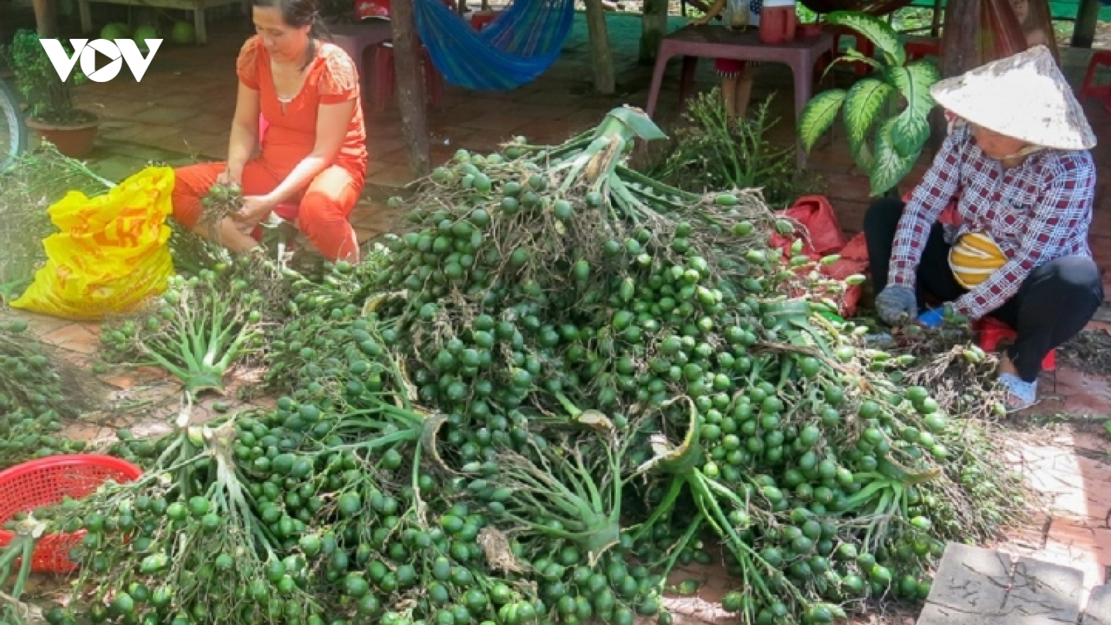 Trung Quốc gom mua cau non giá cao, Cục Trồng trọt khuyến cáo không trồng ồ ạt