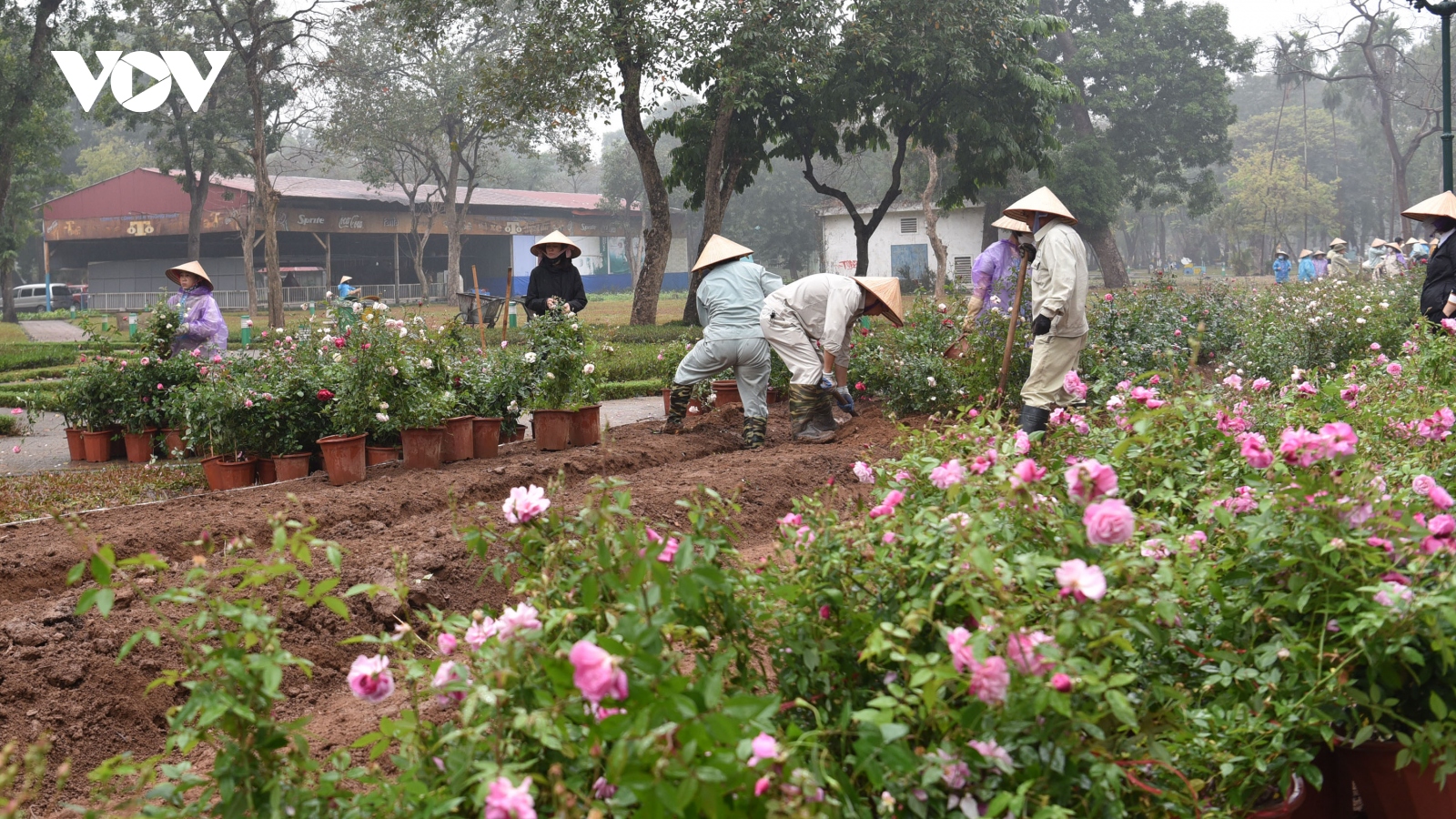 Cận cảnh 10.000 cây hoa hồng thay thế hàng rào Công viên Thống Nhất