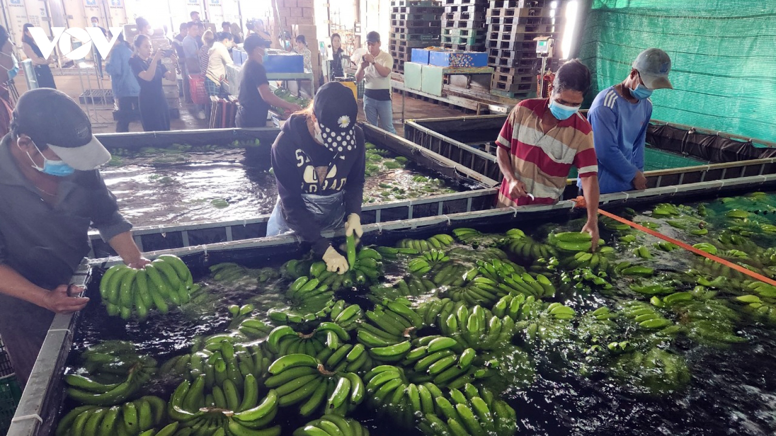 Đồng Nai đẩy mạnh xuất khẩu chuối tươi sang Trung Quốc