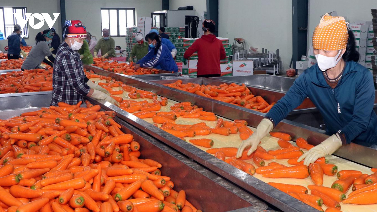 Xuất khẩu cà rốt ở Hải Dương đang có tín hiệu tích cực