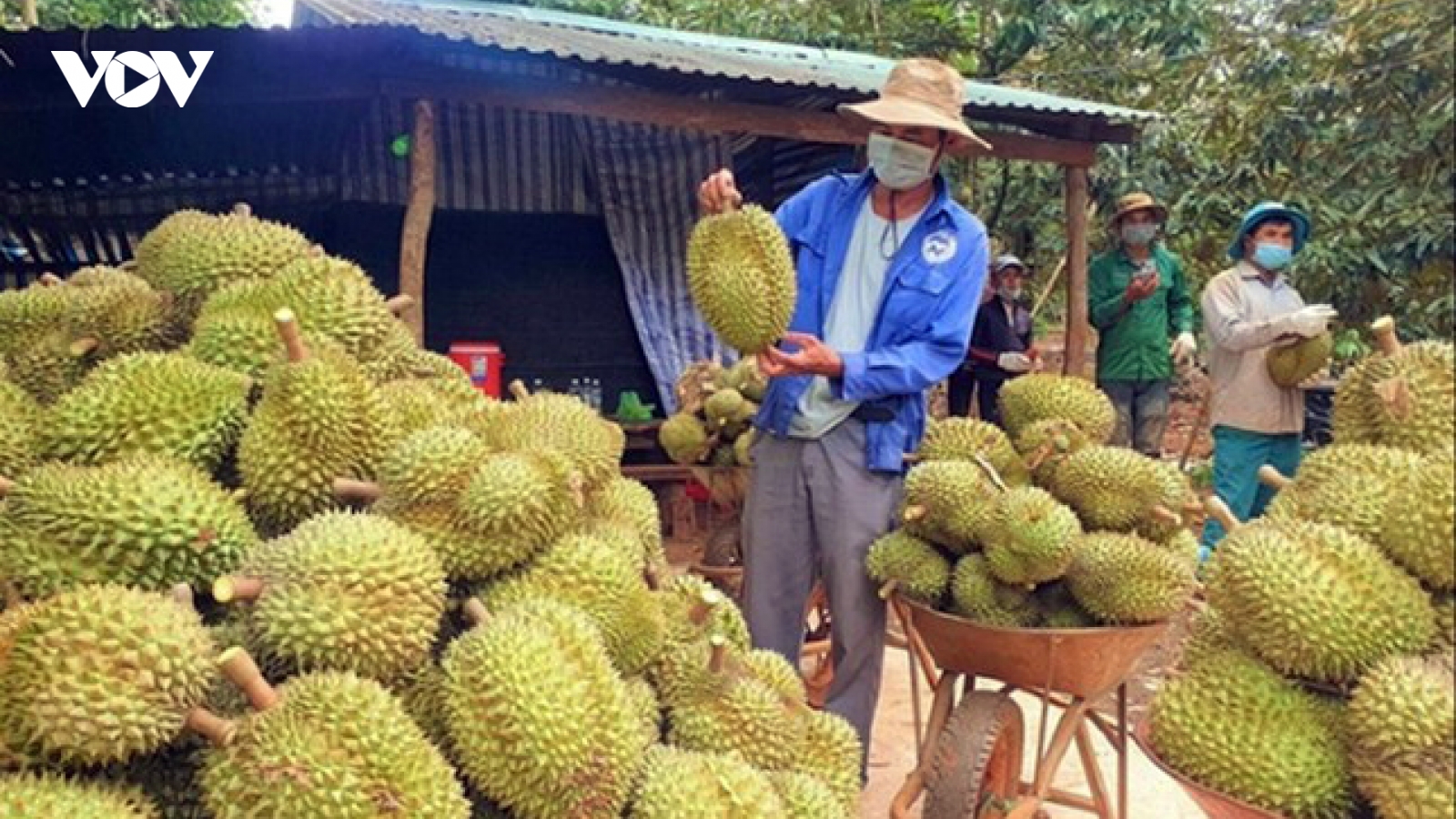 Ồ ạt chặt cà phê và hồ tiêu để trồng sầu riêng: Hậu quả khó lường