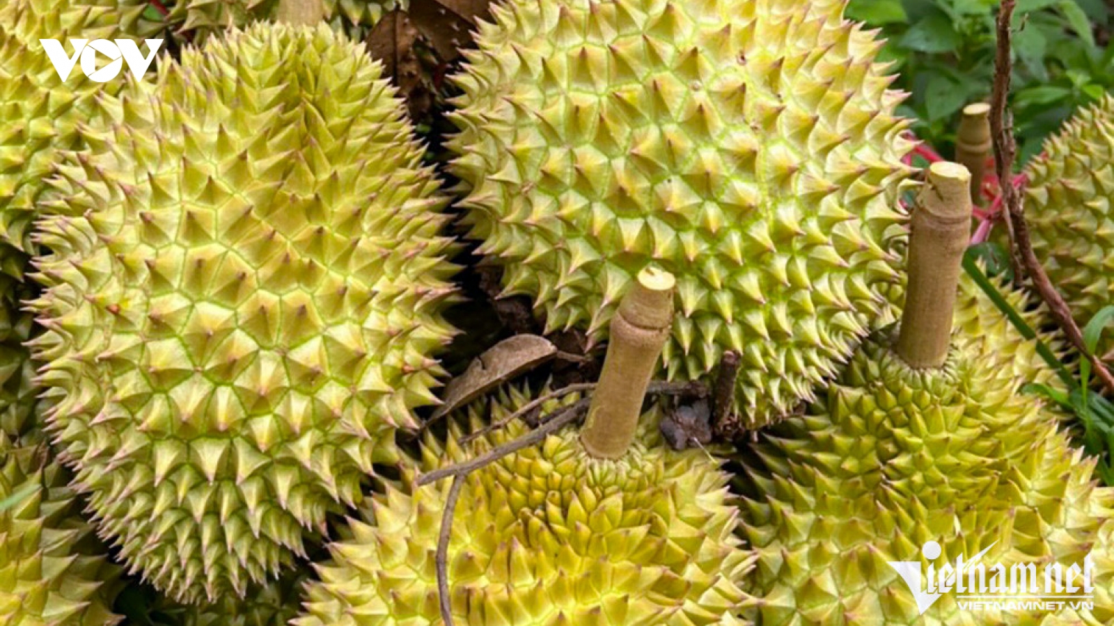 Xuất khẩu sầu riêng sang Trung Quốc: Cuộc đua ngày càng nóng
