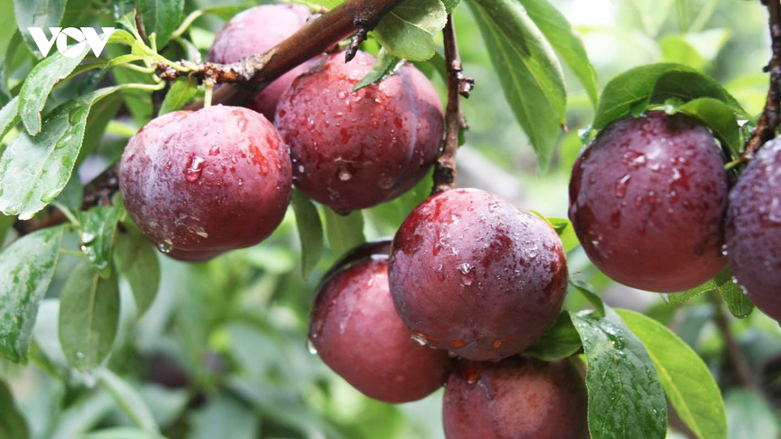 Lợi ích không tưởng của mận đối với mẹ bầu