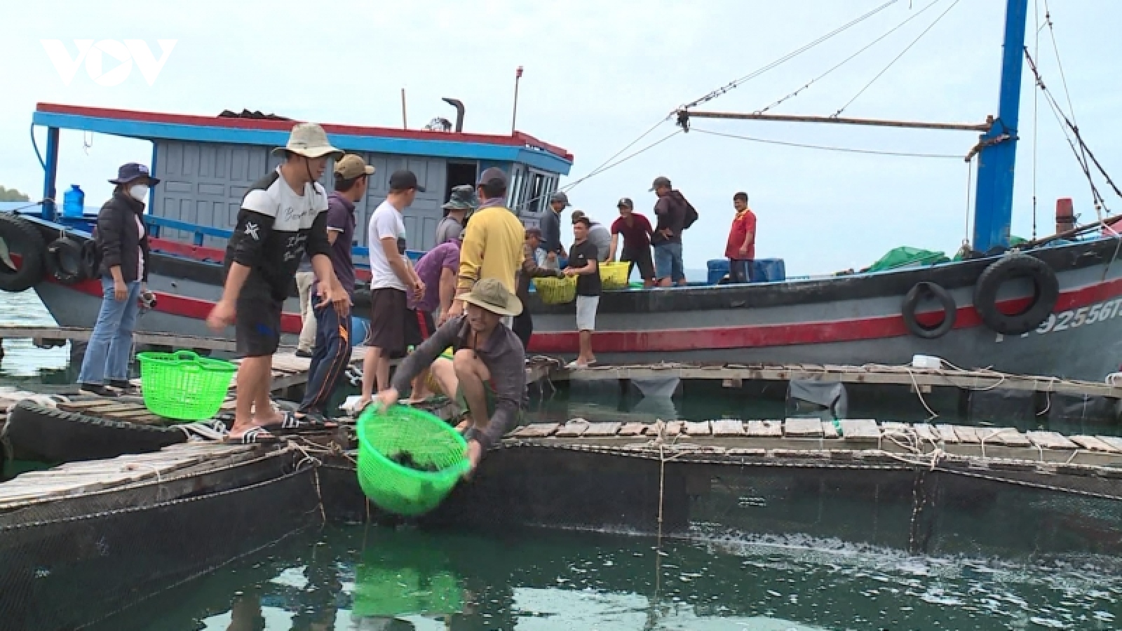 Phú Yên tìm giải pháp nuôi tôm phát triển bền vững