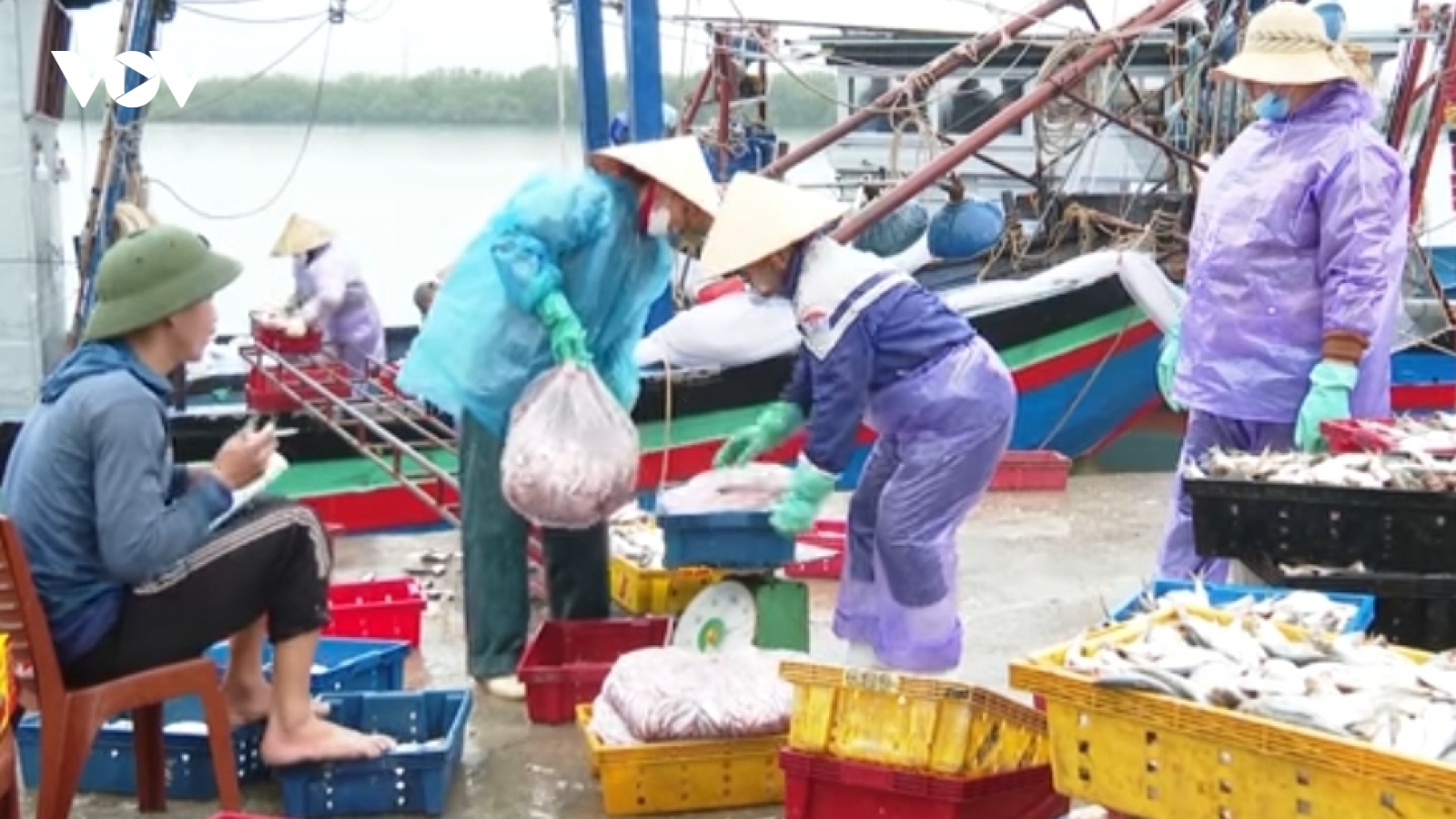 Ngư dân Nghệ An phấn khởi đón lộc biển đầu năm