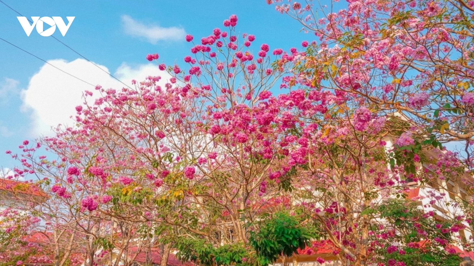 Rộ đường hoa kèn hồng đẹp tựa Hàn Quốc ở miền Tây