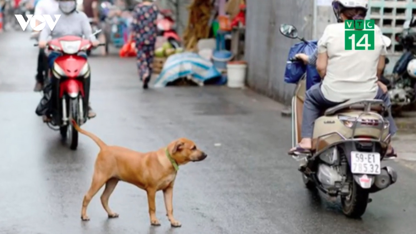 Nguy kịch sau khi va vào chó thả rông
