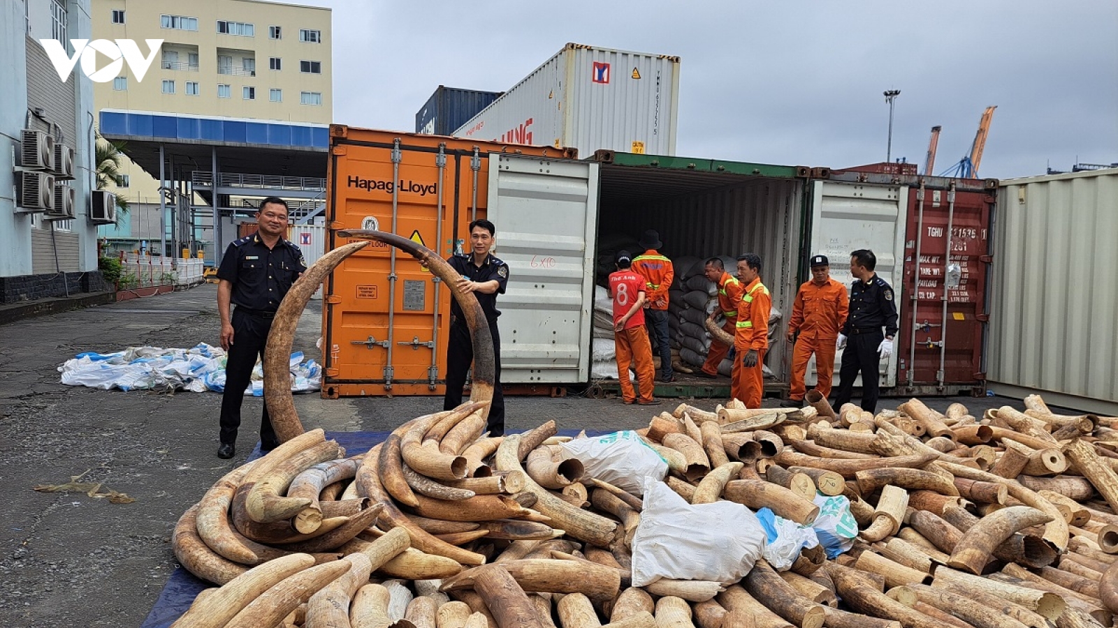 Hải quan Hải Phòng bắt giữ lượng ngà voi nhập lậu lớn chưa từng có