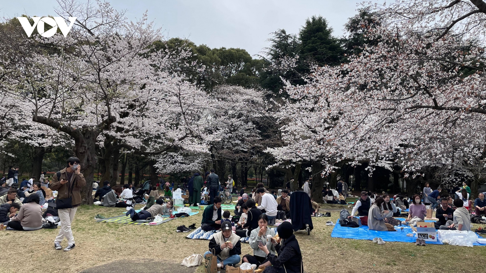 Hoa anh đào nở sớm, khách tham quan đông đúc tại thủ đô Tokyo