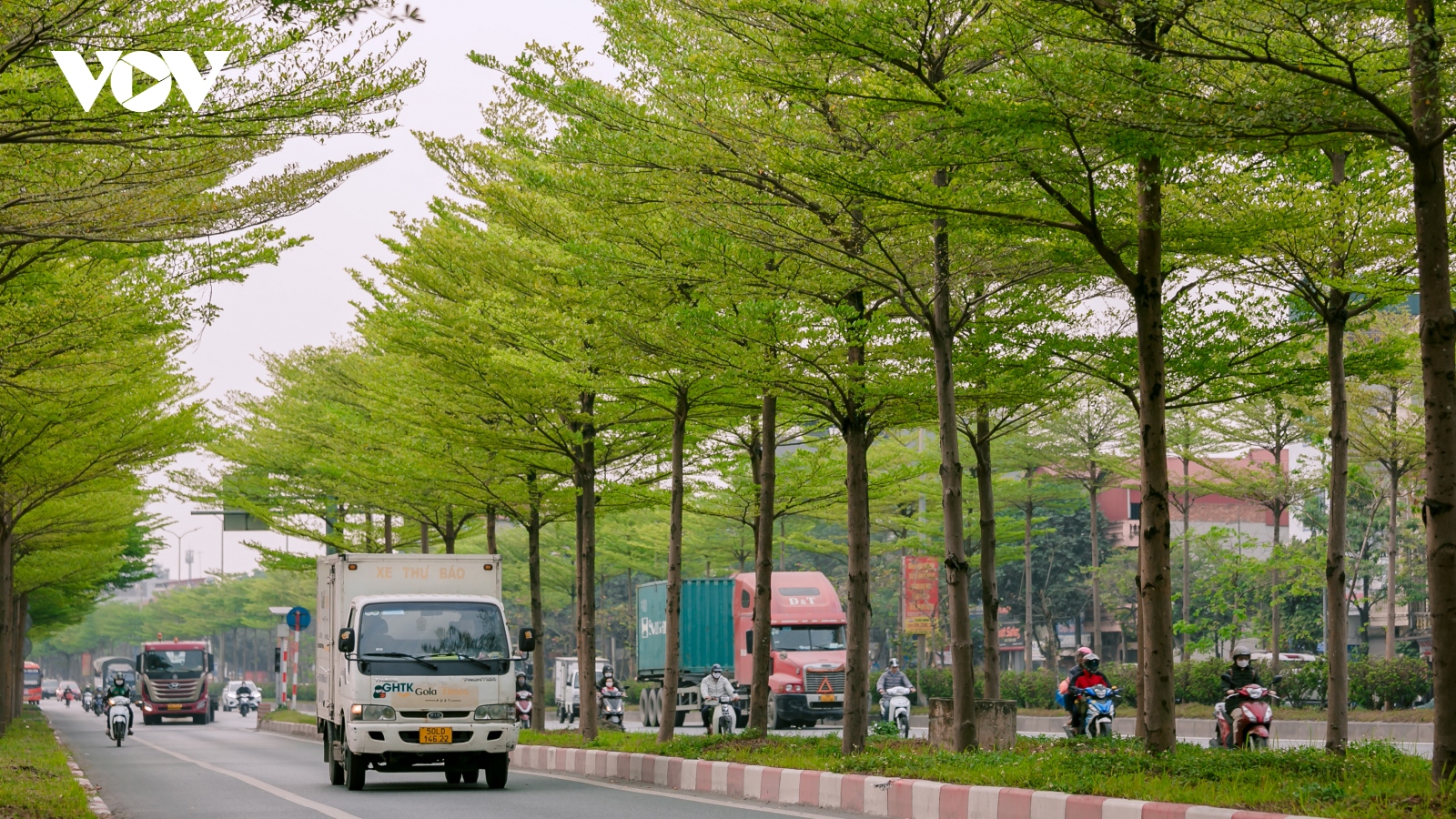 Đường phố Hà Nội đẹp ngỡ ngàng dưới những hàng cây bàng lá nhỏ xanh mơn mởn