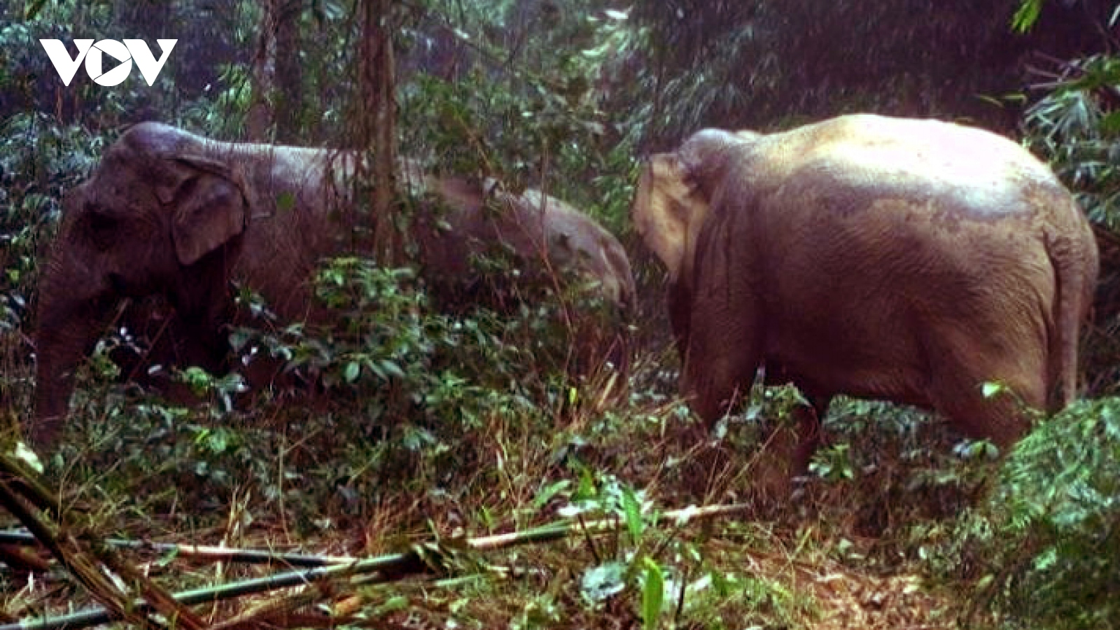 Phát hiện 2 cá thể voi rừng ở Hà Tĩnh