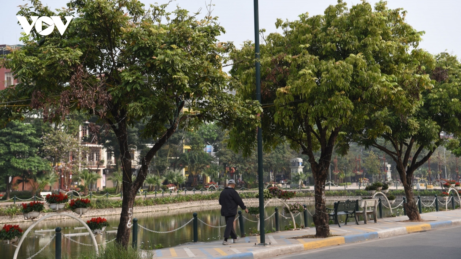 Hà Nội di dời hàng cây nhãn trên phố đi bộ Trịnh Công Sơn