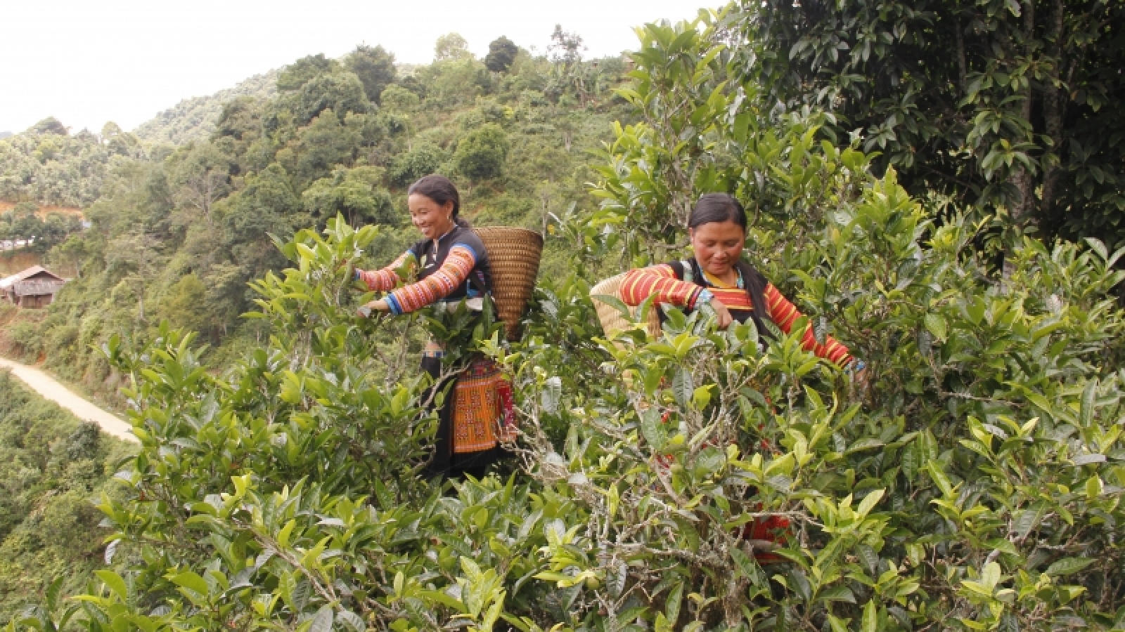 Sơn La hướng tới những sản phẩm OCOP 5 sao                