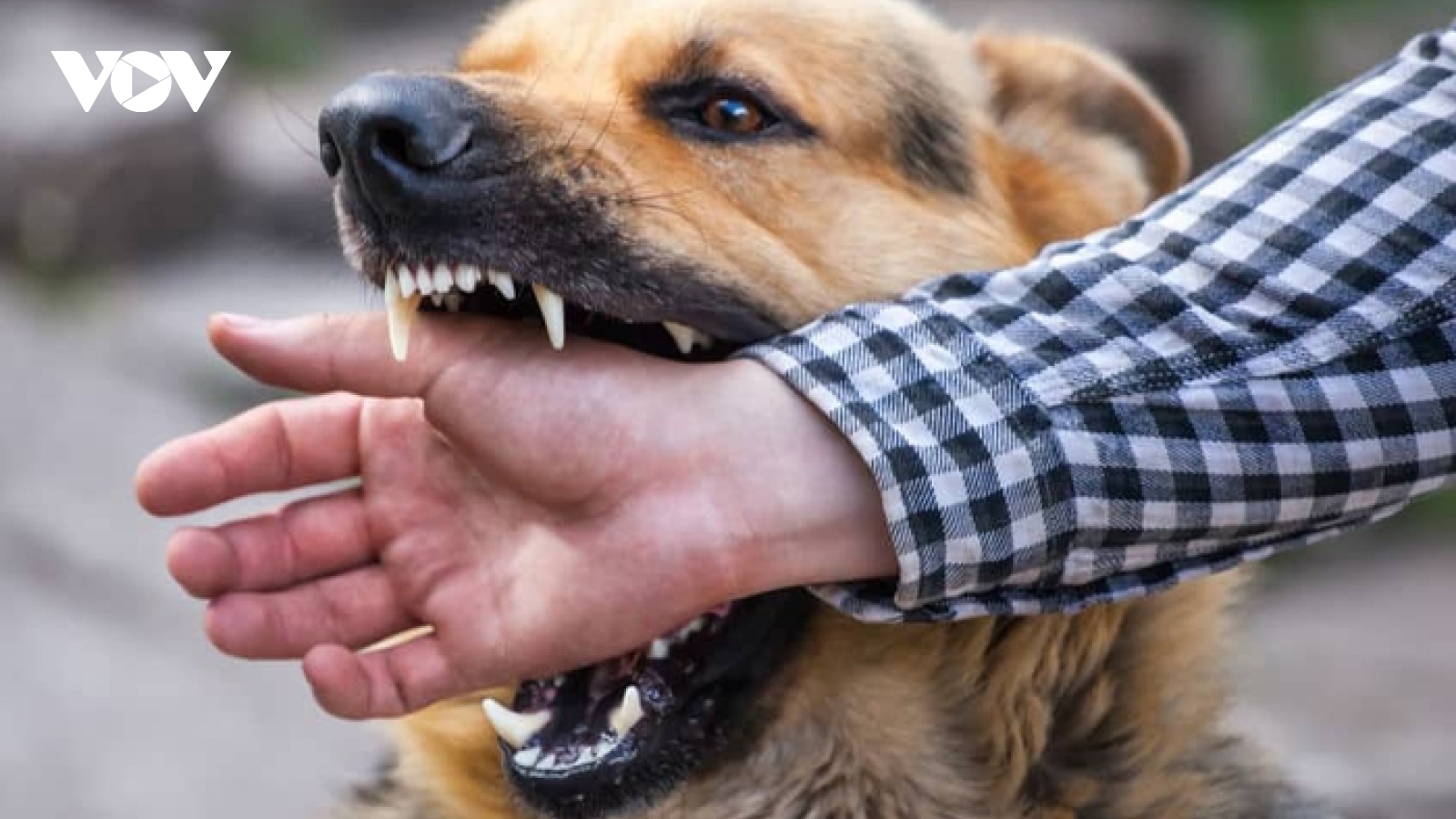 Báo động về tình trạng chó dại cắn người ở Phú Yên