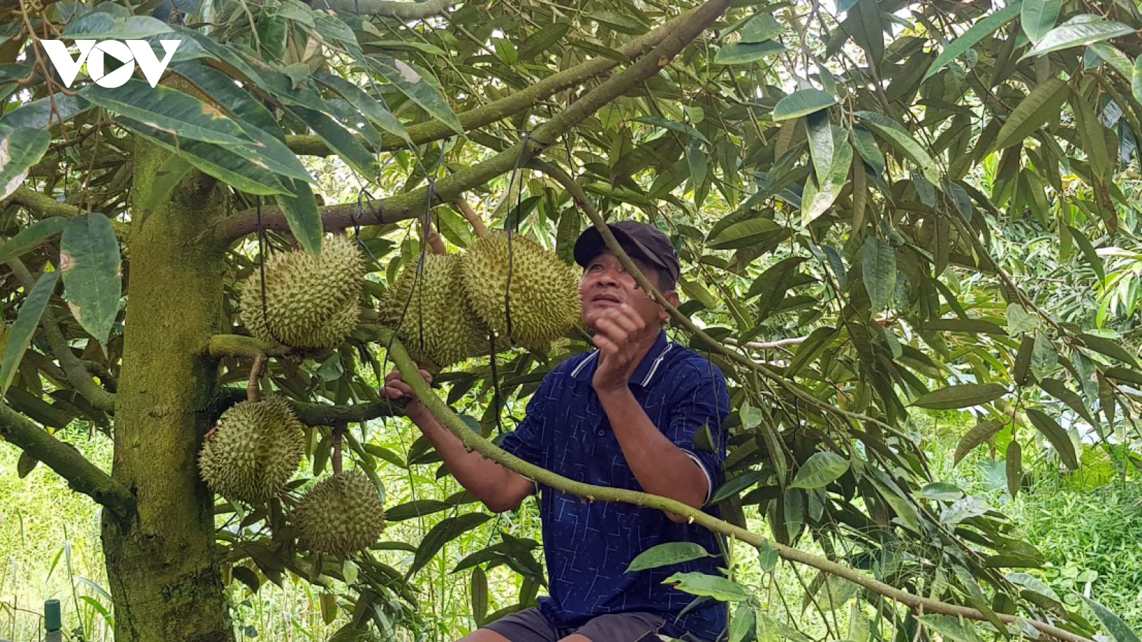 Kinh tế hạ tầng dữ liệu hướng đến số hoá truy xuất nguồn gốc nông sản