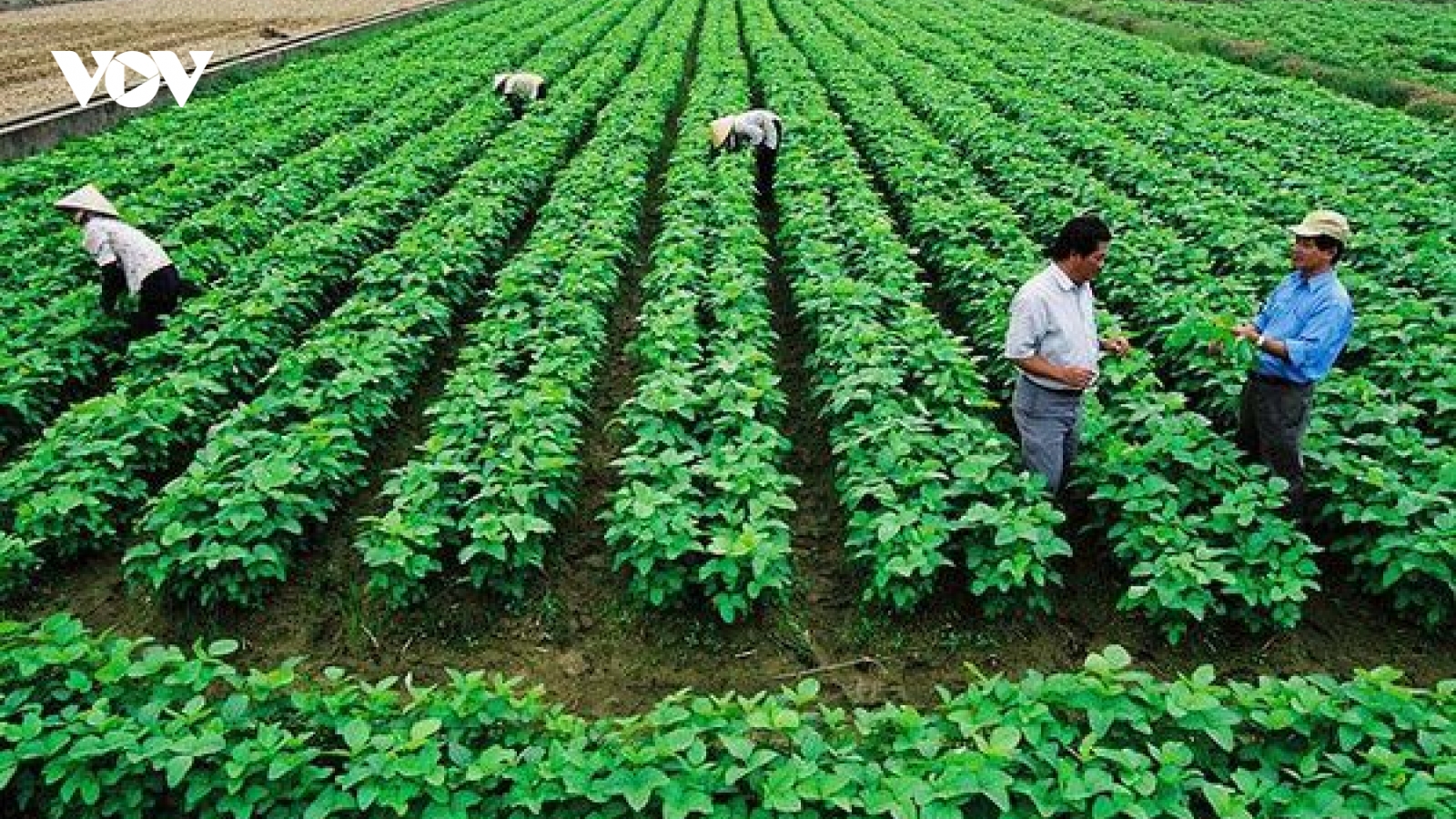 Hoàn thiện chính sách, nâng cao hiệu quả quản lý và sử dụng đất