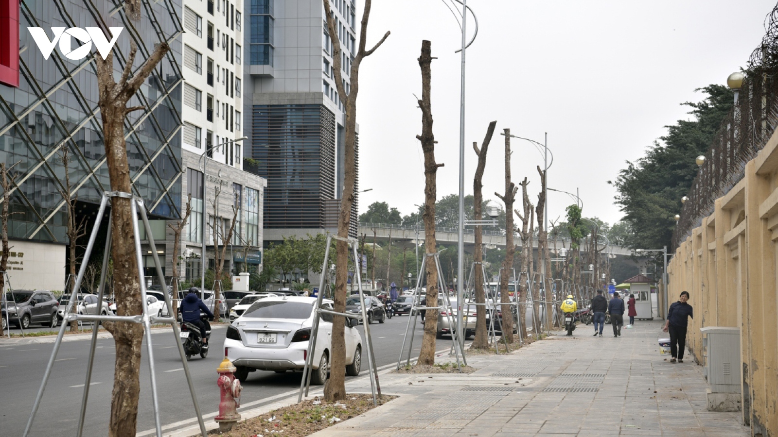 Loạt cây xanh trên đường Huỳnh Thúc Kháng kéo dài có dấu hiệu khô héo