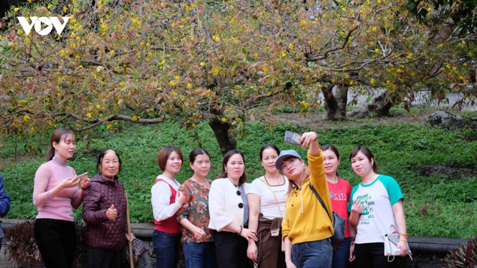Tháng 3 lên Yên Tử ngắm mây cùng mai vàng trăm tuổi