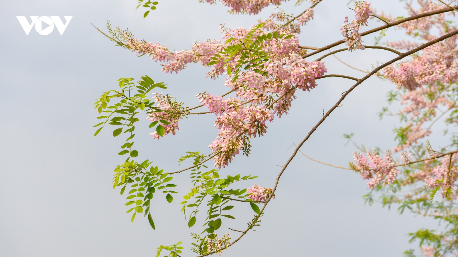 Ngắm rừng hoa đỗ mai hồng rực thu hút giới trẻ ở Bắc Ninh