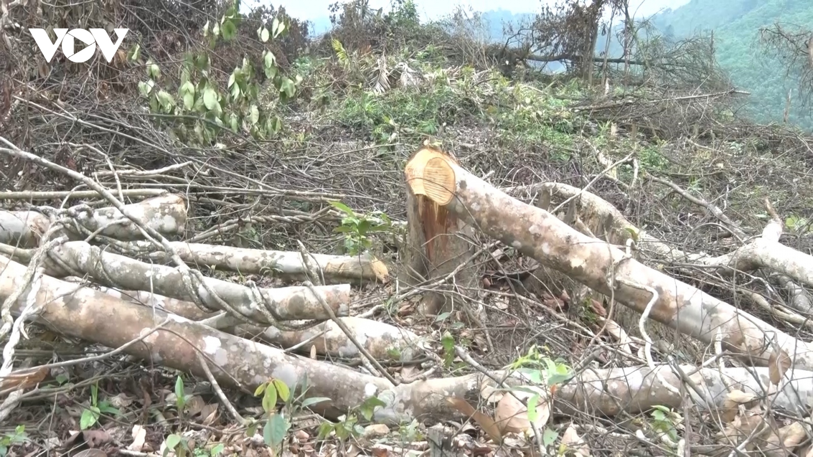 Đề nghị khởi tố vụ phá gần 6 héc ta rừng tự nhiên tại tỉnh Quảng Bình