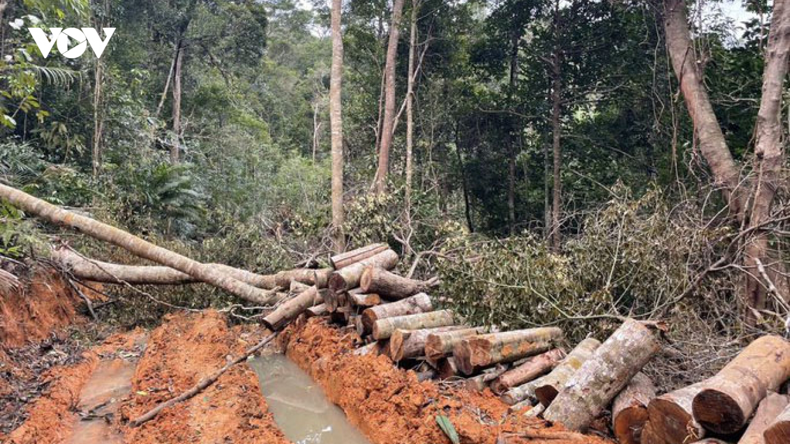 Khởi tố vụ án phá rừng tại vùng giáp ranh ở Khánh Hòa