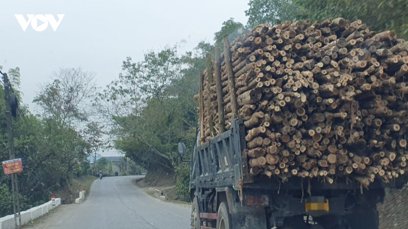 Khó quản lý xe chở gỗ rừng trồng