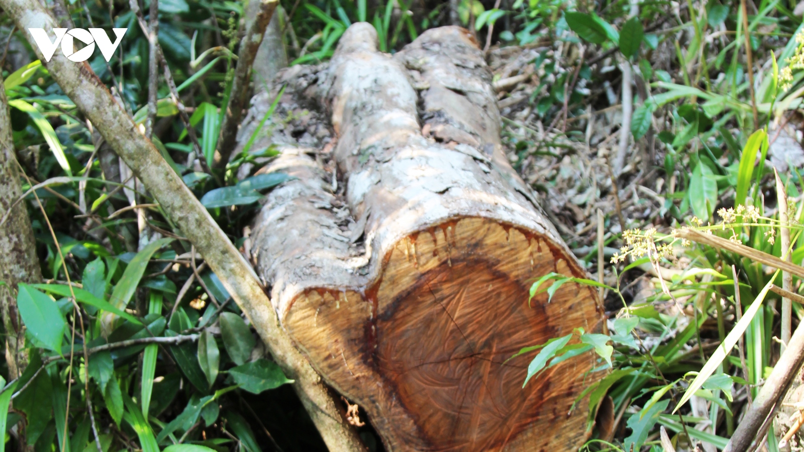 UBND tỉnh Bình Định yêu cầu làm rõ vụ phá rừng phòng hộ sau phản ánh của VOV
