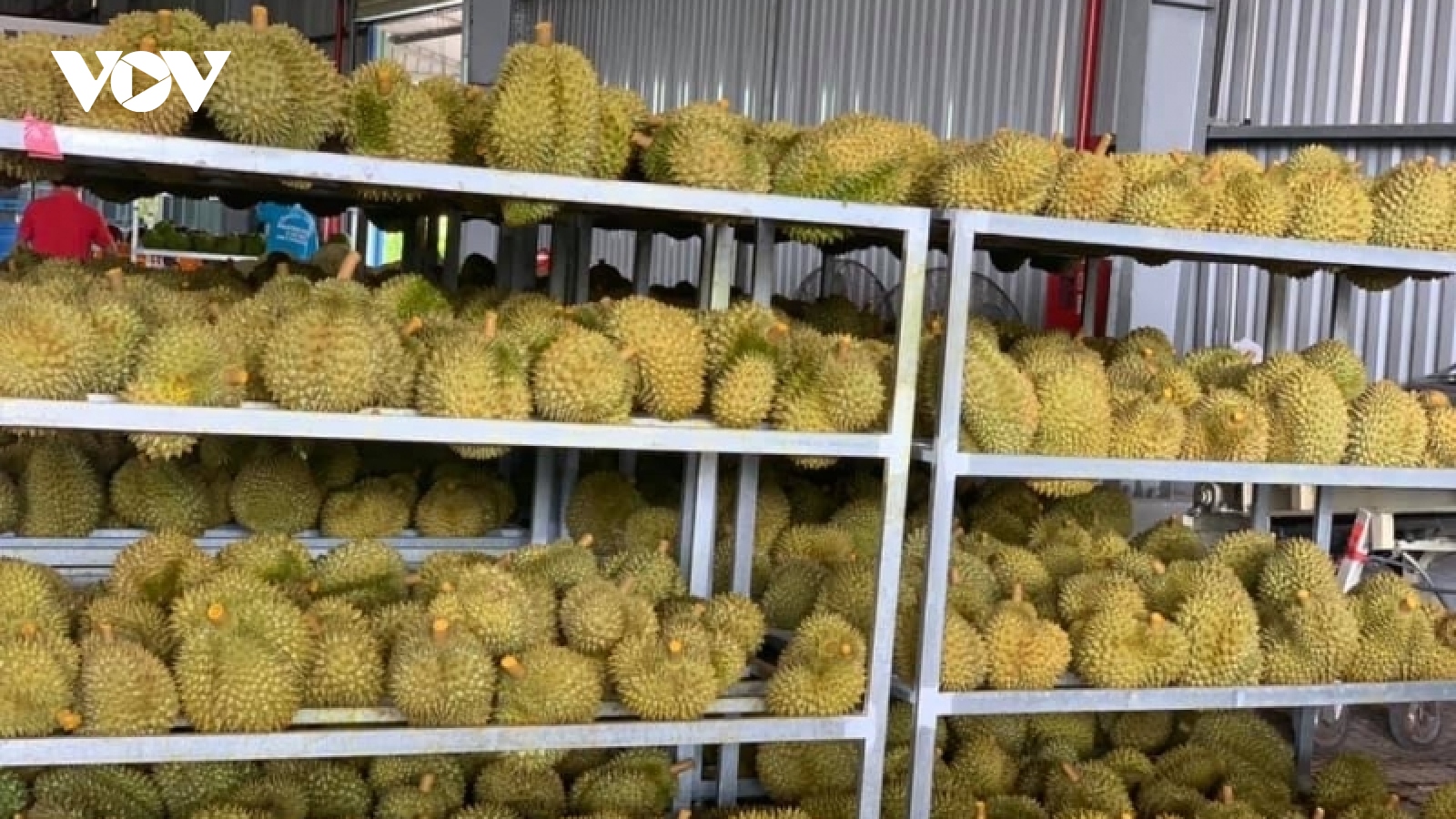 Ồ ạt trồng sầu riêng: Nguy cơ mất thị trường xuất khẩu