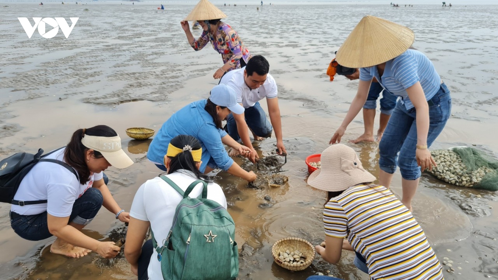 Bến Tre khẩn trương tìm nguyên nhân nghêu chết tại nhiều khu vực