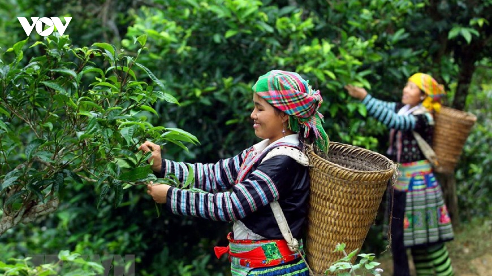 Thực tế của chuyển đổi số trong truy xuất nguồn gốc, kết nối chuỗi cung ứng nông sản