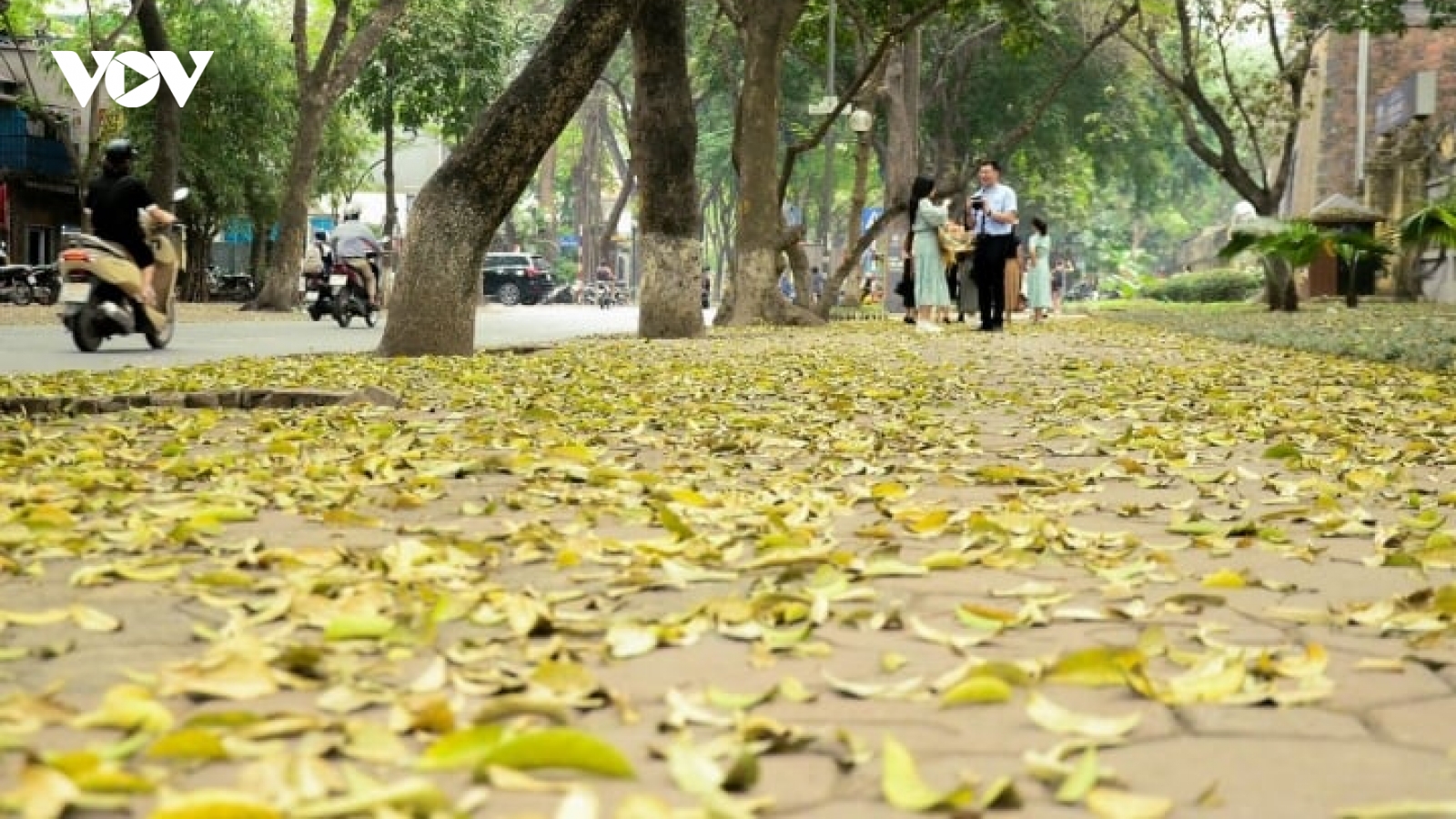 Ngắm con đường lãng mạn nhất Hà Nội rực vàng mùa sấu thay lá