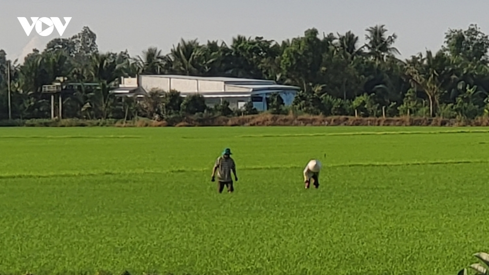 Vụ lúa Đông xuân ở Hậu Giang được mùa - được giá